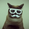 mustache_cat